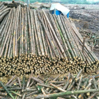 常年供应大量绿化杆，长度2米左右，材质好！