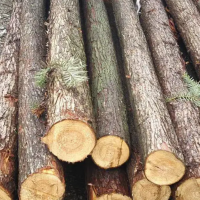 出售各规格杉木打桩木，顶木，货源稳定！