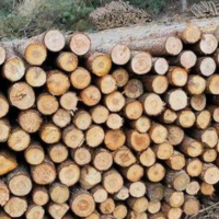 长期收售杉木原木，长度2米以上！
