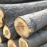 木业公司直销杨木原木，每日可供货达上千吨，价格合理可长期合作！