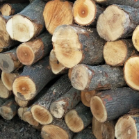 广西长期出售杂原木鲜材，无腐朽少皮，圆度高，长度2米以上！
