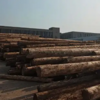 现有杉木原木供应，直径20-50厘米/70-80厘米，长度按要求截取！