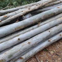 本人手里有12000吨桉木原木出售，长度1.95米/2米/2.6米左右，直径6-10厘米！