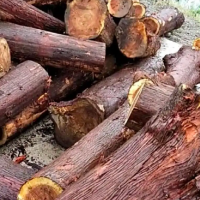 林场供应大量柳杉原木，规格齐全，另有锯材出售，尺寸可按要求加工！