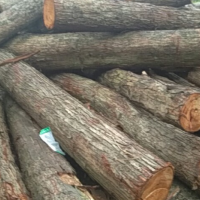 长期大量供应椿木原木，长度有2米/2.2米/2.4米，直径16厘米-50厘米左右！