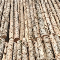 出售大量落叶松打桩木，长度/直径什么规格的都有，质量很好，长期供货！