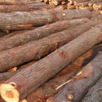 出售大量香柏木原木，长度有2.2米/2.4米/2.6米，小头直径为14厘米-46厘米！