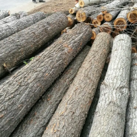 大量出售直径10厘米以上的杨木原木，和直径8厘米-9厘米的松木原木，长度都是1米左右！