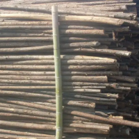 长期销售大量杉木绿化杆，长度有1.5米/2米/3米/4米/5米，直径4厘米以上！