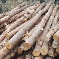 大量销售杉木/马尾松/杂木原木，长度根据买家要求切割，直径8厘米-40厘米左右！