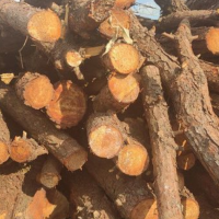 长年销售大量杨木/松木烧火柴，木材偏干些，供货地区仅限黑龙江省！
