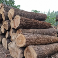 长年大量出售榆木原木，长度可按要求切割，直径16厘米-18厘米，另有劈柴出售！