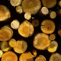 大量供应刺槐木木杆，长度1米-4米，直径8厘米以内，木材比较直，无开裂！