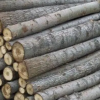 长期大量出售优质杨木原木，长度1.3米/2.6米，直径30厘米-60厘米左右，木材新鲜！