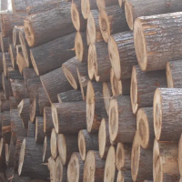 大量供应白杨木原木，木材新鲜无虫，长度2.6米左右，直径12厘米以上！