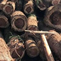 供应大量柳杉木原木，尺寸按客户要求加工，木材直度很好，无虫包！