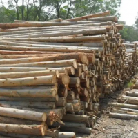 本人长期供应大量桉木原木，长度2.6米左右，直径7厘米-26厘米左右！