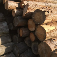 现有大批新鲜杉木/椿木原木出售，长度直径均按客户要求砍伐，木材直度较高！