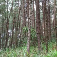 本人有900多亩落叶松树出售，长度按要求切割，直径在10厘米-20厘米之间！