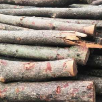 长期大量出售四川小叶桢楠木，长度有2米/2.3米/4米/5米/6米，直径10厘米-34厘米！