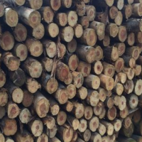 有大量新鲜采伐的杉木原木供应，长度按要求切割，直径20厘米-30厘米左右！