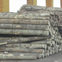 本厂供应大量优质杨木原木，长度1.3米左右，直径12厘米以上，直度高，无疤节！