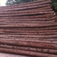 公司供应大量的杉木原木，长度在2米左右，直径7厘米以上！
