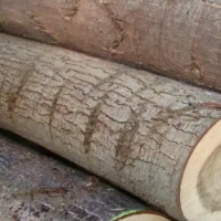 本人出售2000吨左右的北京优质杨木原木，长度2.6米左右，直径10厘米以上！