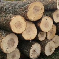 长期供应大量枫木原木，长度1米和2米的都有，直径14厘米以上!