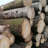 供应大量杨木原木，长度1.3米和2.6米，直径12厘米起，木材直无开裂！