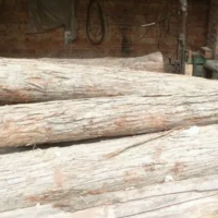 本厂大量出售下房杨木/榆木原木，长度为3米，4米，直径12厘米以上！