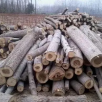 长期收售大量杨木/杂木原木，长度1.3米/2.6米，直径11厘米起，另有杨木托盘料！