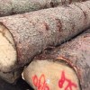 金威木业德国云杉建筑木方原木实木锯切刨切木料批发进口