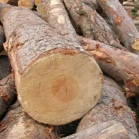 大量出售柏木/莎木/马尾松原木，直径12厘米以上，长度按要求截取，支持定尺！