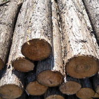 销售香杉原木，长度3米，4米，5米，直径6公分起，木质很好！