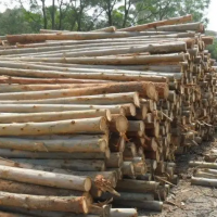 大量桉木原木销售，长度1.3米和2.6米，直径7-30公分不等，木质可以！