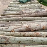 出售杨树原木，大概还有1000吨左右，长度2米，2.6米，直径10公分起！