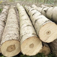 出售定长杨木原木，长度1.3米，2.6米，直径8公分起，价格看木质！