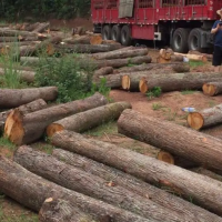 供应柏木原木，长度2.4米，直径12-36厘米，1000元一吨！