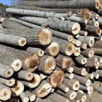 常年出售各种杂木原木，另有杨木原木600多吨，长度1.3米，2.6米，直径12公分起！