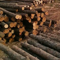 大量出售杂木原木，长度可按需求定尺，直径10公分左右，木质很好，欢迎来电！