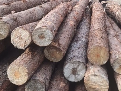 供应马尾松原木直径10cm30cm长度按要求砍伐均价上车750元一方
