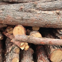 出售马尾松原木，长度2米左右，直径14厘米起，木质可以，需要的联系！