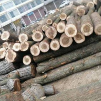 供应大量长度2.6米，直径12厘米以上的杨木原木，木质较好，无开裂！