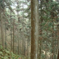 长期出售大径级的红心杉原木，长度2.2米-2.5米，尾径14公分至50公分！