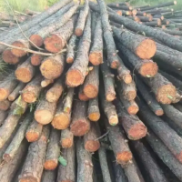 云南贵州出售杨木原木，长1.3米，2.6米，12公分起，马尾松，打桩木，长度1-4米！