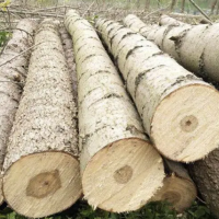 大量出售定长杨木原木，精品杨木，长度2米，2.6米，直径10公分起！