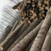 常年大量出售优质杨木原木，纯1.3米和2.6米，直径12厘米起，木材新鲜较直！
