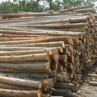 大量供应桉木原木上万吨，长度2.6米，直径10-30公分，30公分以上的也有，也可按要求砍伐！