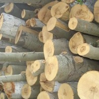 供应杨木原木，长度2米起，直径20公分左右，价格由买家出！